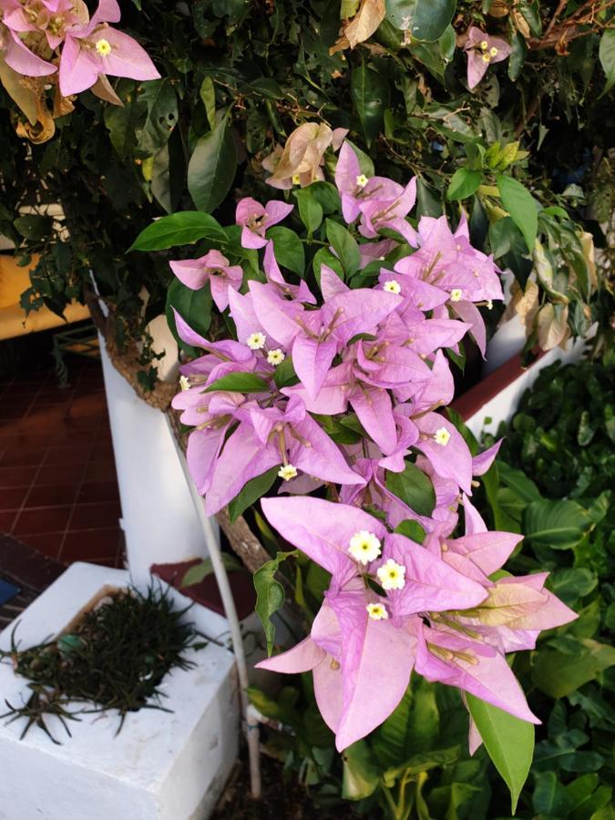 Playa Blanca Bed And Breakfast バヤイベ エクステリア 写真